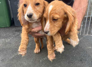 Fox red working cocker spaniel puppies 4 boys & 2 girls