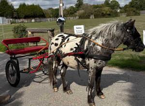 Boba - Shetland X Appaloosa Gelding