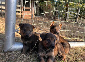 Rottweiler x GSD