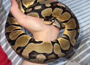 Caramel Ball python he comes with his Viv