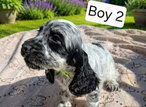 Beautiful Show Cocker Spaniel Puppies &ndash; Looking for Their Forever Homes