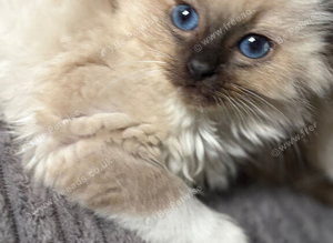 Pure beautiful ragdolls ****last girl****