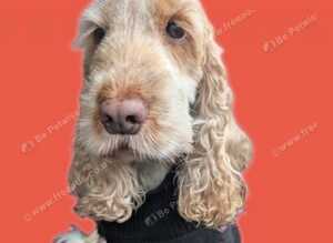 GET THE STYLE OUT OF YOUR DOGGIE !