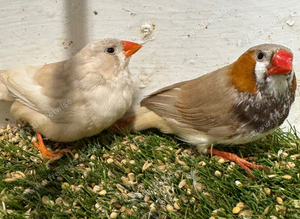 Black breasted orange x triple orange zebra finch