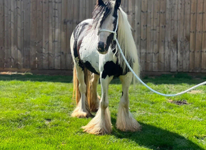 Ride and drive 11.1 filly