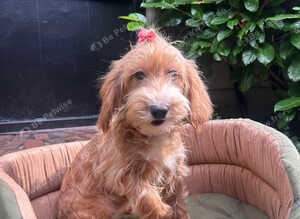 Daisy the cockapoo