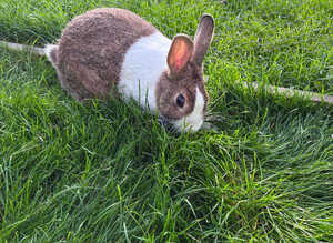 Dutch Doe Looking for a new home