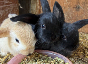 Baby rabbits