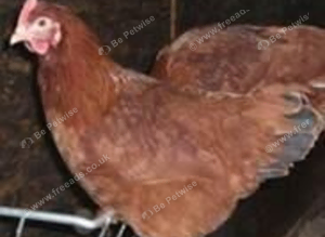 POL hybrid hens, variety of breeds/colours