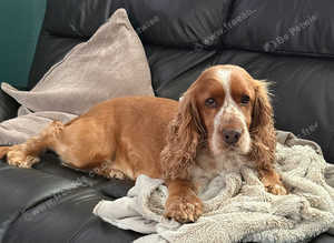 Cocker spaniel for STUD