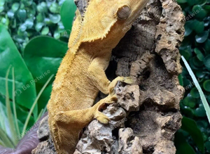 Yellow Adult Male Crested Gecko at Birmingham Reptiles
