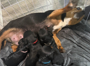 Jackapoo Puppies