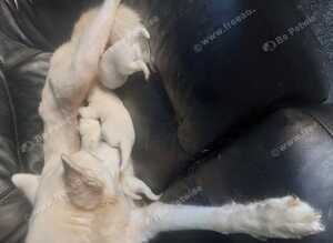Husky pups
