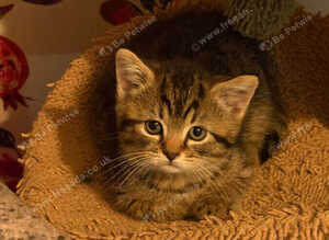 4 Beautiful BSH babies