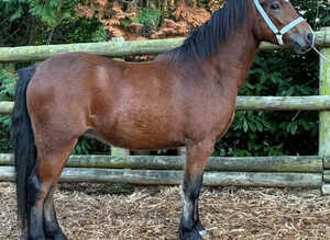 Section A 2 Year old Gelding