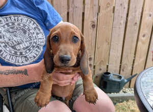 Mixture of dachshund puppies for sale