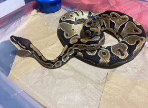 Royal python