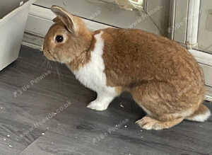 2 female rabbits 1 year old