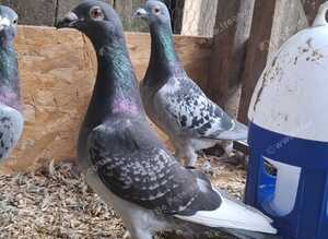 Romanian Racing Homer Pigeons