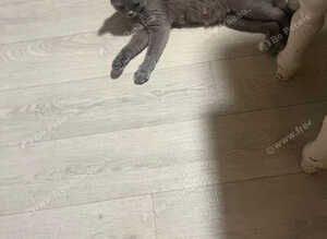 British shorthair kittens