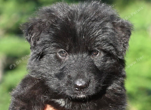 Solid Black female GSD