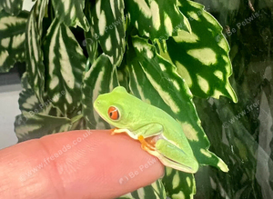 Red eye tree froglets