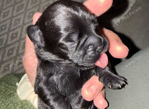 Beautiful frenchie/ cocker spaniel puppies for sale