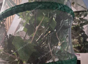 Indian stick insects