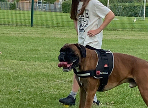 Proven boxer stud