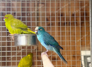 Kakarikis