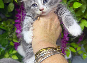 Mainecoon