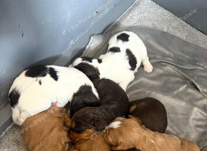 Stunning cocker spaniel pups