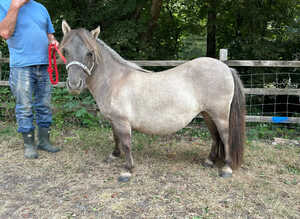Registered three year old standard shetland