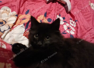 Onyx