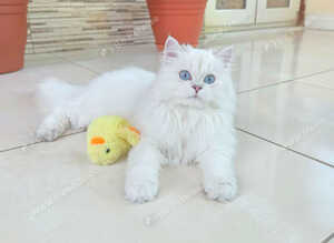 Stunning British Longhair Pedigree Kittens &ndash; WCF