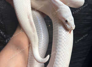 Black eyed Leucistic
