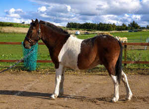 Dartmoor x Appaloosa Gelding
