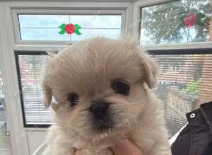 Pekingese puppy's male/female