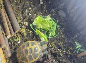 Tortoise and enclosure for sale