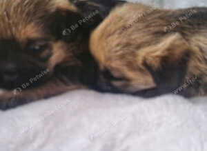 Border terrier kc reg