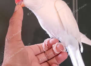 Beautiful Albino supertame ringneck talking parrot