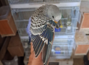 Baby budgies