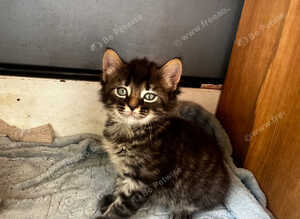 Maine coon x Norwegian forest kittens