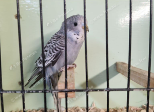Baby Budgies &pound;30 each