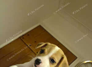 4 jack russell puppies
