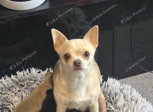 Beautiful Applehead Chihuhua Puppies