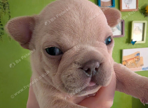 French bulldog puppies