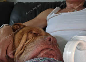 Dogue de Bordeaux cross