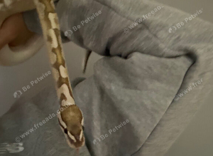 Male royal/ball python