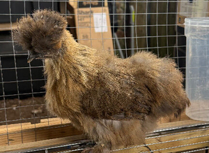 USA silkies